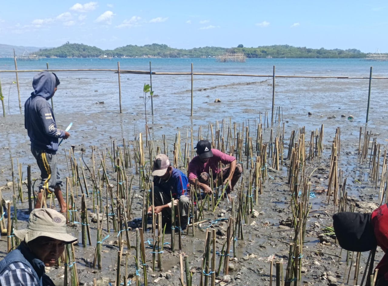 Pemprov Sulsel Perkuat Program Ekonomi Biru, Tanam 142 Ribu Bibit Mangrove di 4 Kabupaten