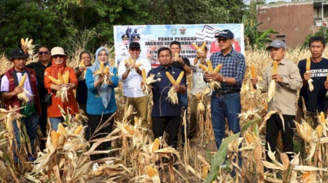 Kerja Sama Pemkot Parepare-Unhas Membuahkan Hasil, Mulai Panen Perdana Jagung Jago