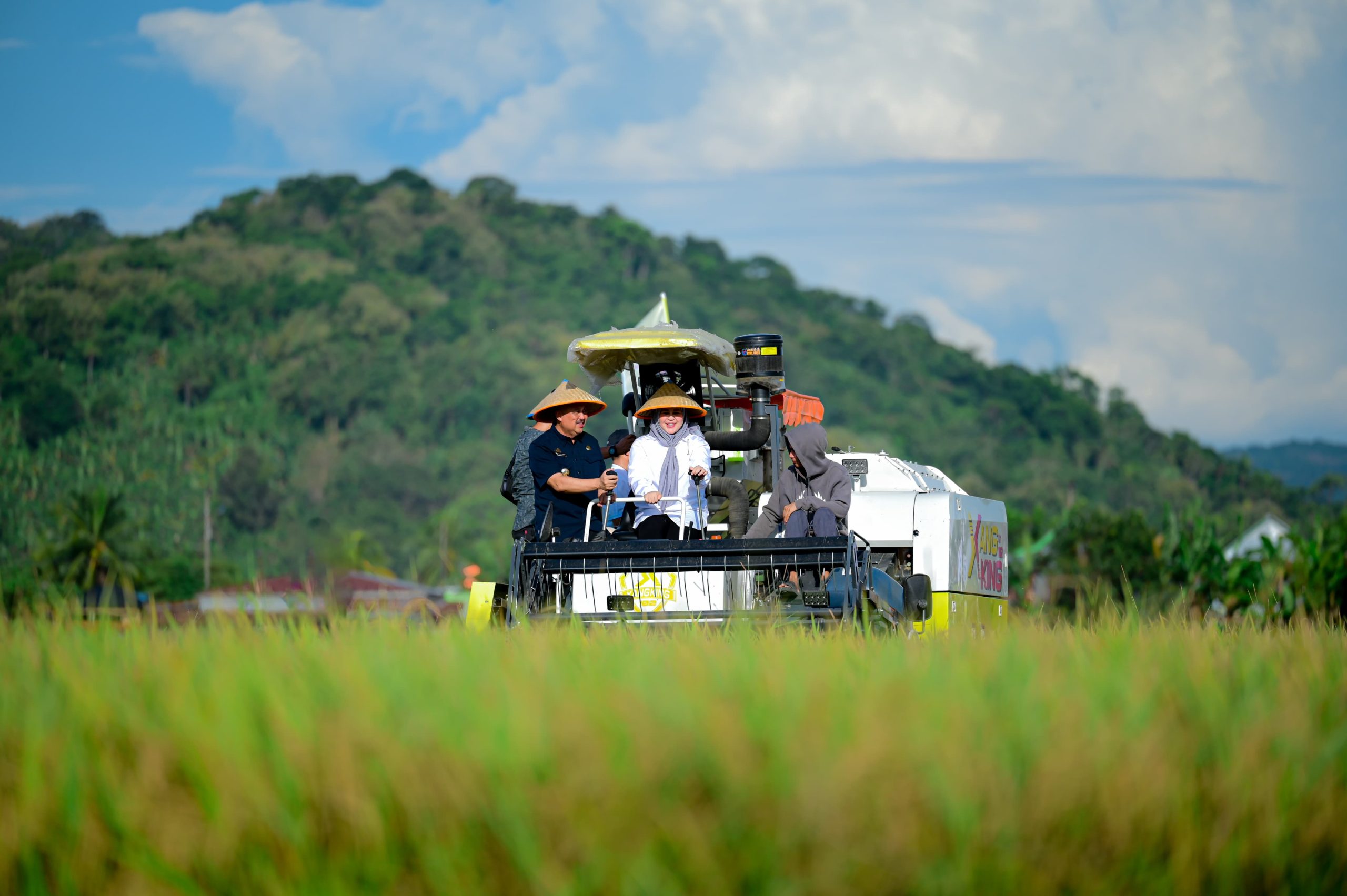 Sokong Pangan Nasional, Wagub Fatmawati Rusdi Pantau Langsung Pesta Panen di Pinrang