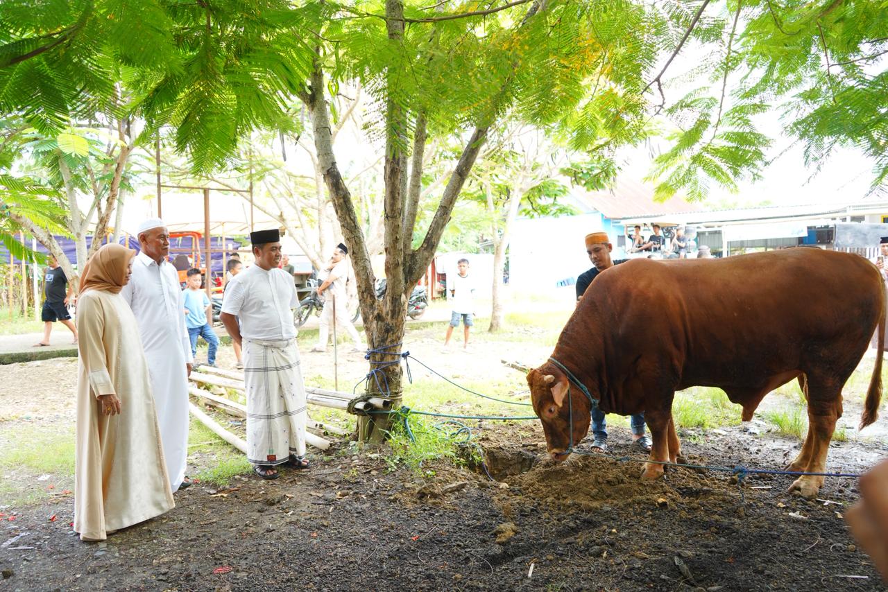 Terima Sapi Kurban dari Presiden Prabowo, Bupati Wajo: Bukti Kepedulian untuk Rakyat